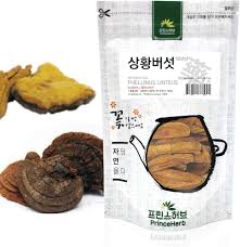 Attēlu rezultāti vaicājumam “Phellinus”