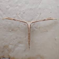 Attēlu rezultāti vaicājumam “Pterophoridae”