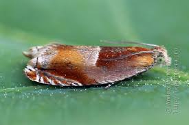 Attēlu rezultāti vaicājumam “Ancylis myrtillana”