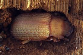 Attēlu rezultāti vaicājumam “Bolitophagus reticulatus imago”