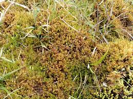 Attēlu rezultāti vaicājumam “Palustriella falcata”