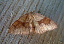 Attēlu rezultāti vaicājumam “Plagodis pulveraria”