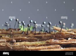 Attēlu rezultāti vaicājumam “Lamproderma columbinum”