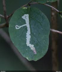 Attēlu rezultāti vaicājumam “Rhynchaenus lonicerae”