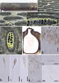 Attēlu rezultāti vaicājumam “Anthostoma decipiens”