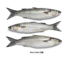 Image result for ikan