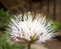 Attēlu rezultāti vaicājumam “Betula humilis male flower”