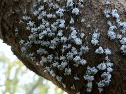 Attēlu rezultāti vaicājumam “Badhamia utricularis spores”