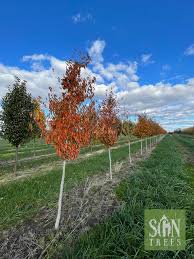 Attēlu rezultāti vaicājumam “Carpinus caroliniana female flower”