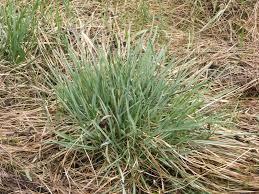 Attēlu rezultāti vaicājumam “Helictotrichon pratense”