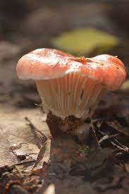 Attēlu rezultāti vaicājumam “Gomphidius roseus”