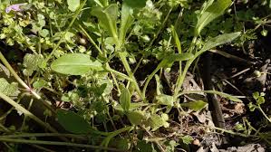 Attēlu rezultāti vaicājumam “Myosotis sparsiflora flower”