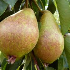 Attēlu rezultāti vaicājumam “Pyrus communis fruit”