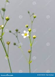 Attēlu rezultāti vaicājumam “Linum catharticum flower”