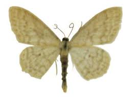 Attēlu rezultāti vaicājumam “Scopula floslactata”