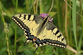 Attēlu rezultāti vaicājumam “Papilio machaon upperside”
