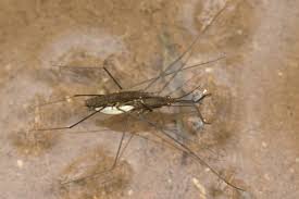 Attēlu rezultāti vaicājumam “Aquarius najas”