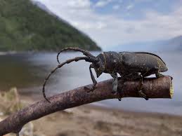 Attēlu rezultāti vaicājumam “Lamia textor”