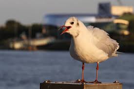 Attēlu rezultāti vaicājumam “Larus minutus adult”
