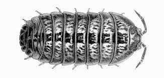 Attēlu rezultāti vaicājumam “Armadillidium pulchellum”