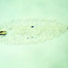 Attēlu rezultāti vaicājumam “Nematus ribesii larva”