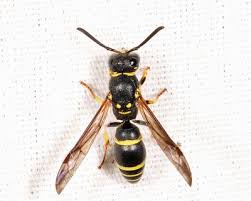 Attēlu rezultāti vaicājumam “Ancistrocerus sp. male”