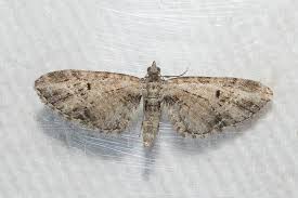 Attēlu rezultāti vaicājumam “Eupithecia exiguata”