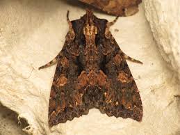 Attēlu rezultāti vaicājumam “Mniotype satura”