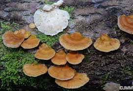 Attēlu rezultāti vaicājumam “Trametes ochracea”