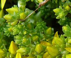 Attēlu rezultāti vaicājumam “Sedum acre bud”