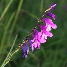 Attēlu rezultāti vaicājumam “Gladiolus imbricatus flower”