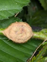 Attēlu rezultāti vaicājumam “Lasioptera rubi”