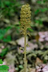 Attēlu rezultāti vaicājumam “Neottia nidus-avis”