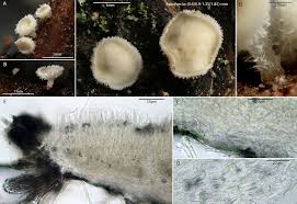 Attēlu rezultāti vaicājumam “Lachnum corticale”