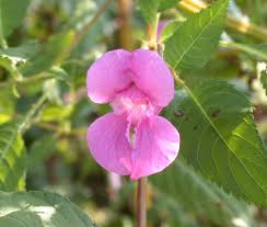 Image result for Impatiens glandulifera