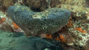 Attēlu rezultāti vaicājumam “Spongia”