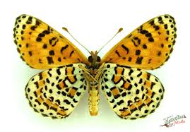 Attēlu rezultāti vaicājumam “Melitaea didyma underside”