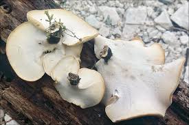 Attēlu rezultāti vaicājumam “Polyporus varius”