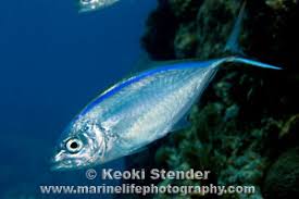 Image result for Caranx ruber