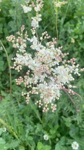 Attēlu rezultāti vaicājumam “Filipendula vulgaris flower”