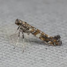 Attēlu rezultāti vaicājumam “Gracillaria syringella imago”