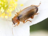 Attēlu rezultāti vaicājumam “Orsodacne cerasi”