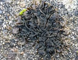 Attēlu rezultāti vaicājumam “Collema”