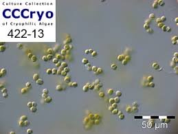 Attēlu rezultāti vaicājumam “Pleurococcus vulgaris”
