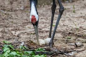 Attēlu rezultāti vaicājumam “Grus grus eggs”