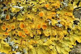 Attēlu rezultāti vaicājumam “Xanthoria parietina”