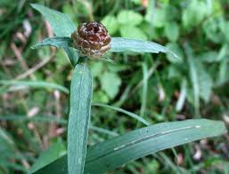 Attēlu rezultāti vaicājumam “Centaurea jacea bud”