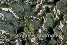 Attēlu rezultāti vaicājumam “Peltigera praetextata”