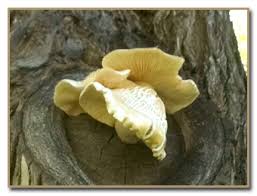 Attēlu rezultāti vaicājumam “Hypsizygus ulmarius”