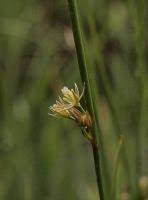Attēlu rezultāti vaicājumam “Juncus filiformis”